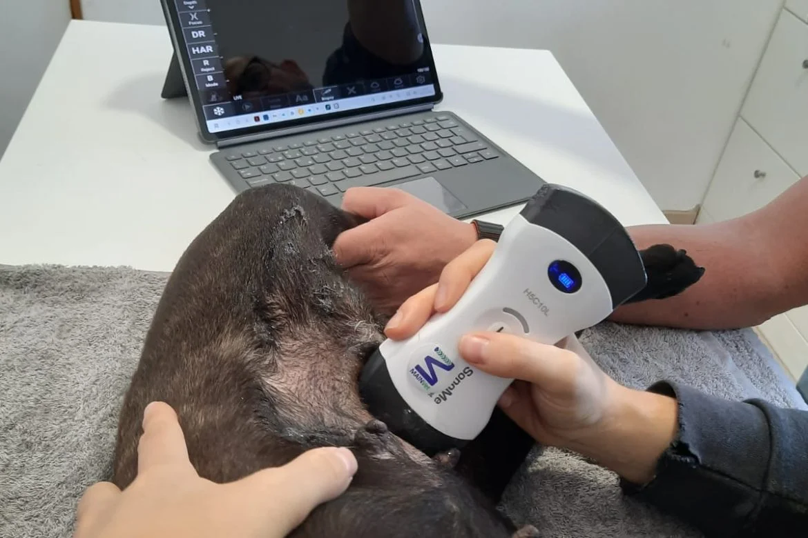 Formação sobre o Ecógrafo Sonome Vet Reforça Competências na Prática Clínica Veterinária